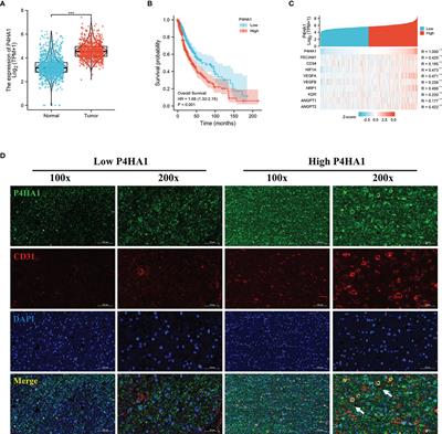 Frontiers P Ha Regulates Cd Via Col A In The Transition Of